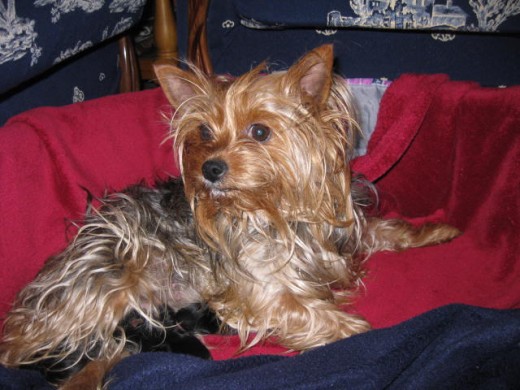 Lola con sus cachorros